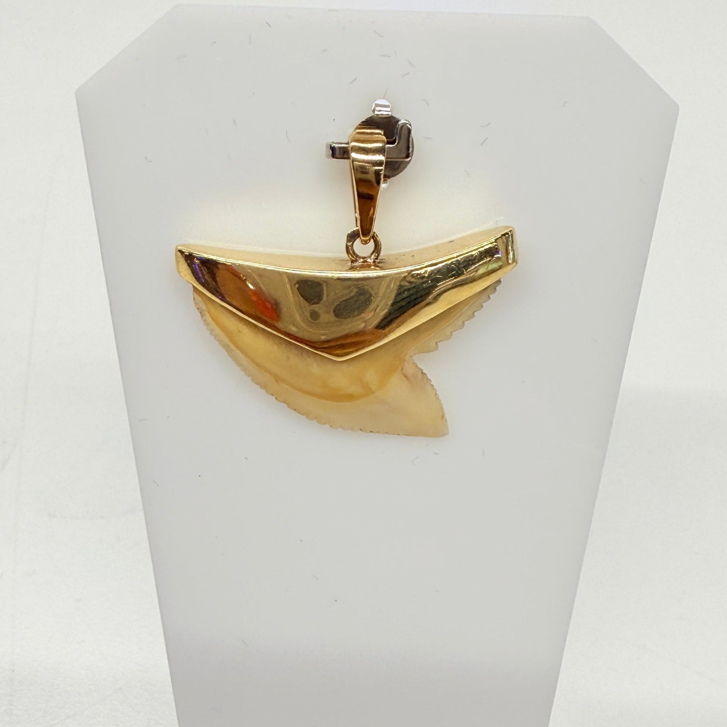 Pendentif Dent de Requin en Or Jaune 18k