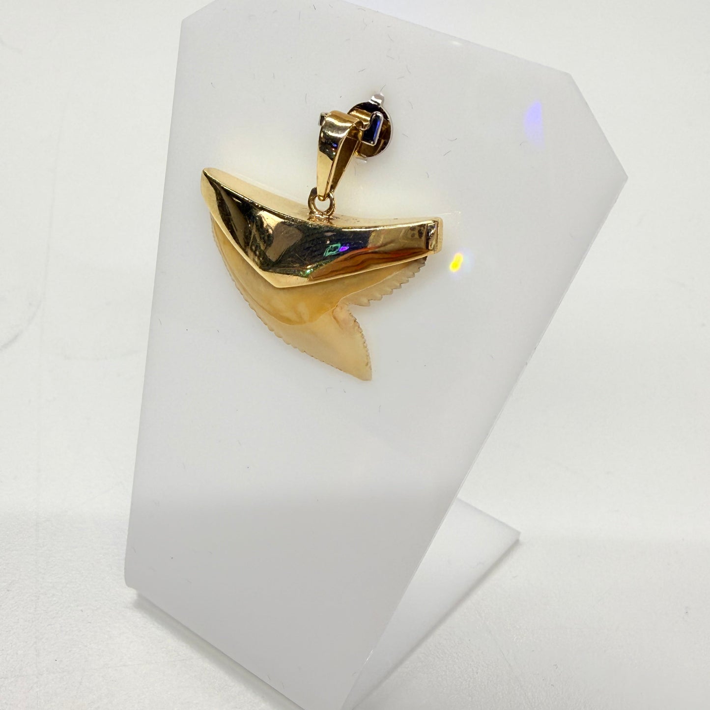 Pendentif Dent de Requin en Or Jaune 18k